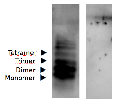 Western blot using anti-IAPP chicken antibodies